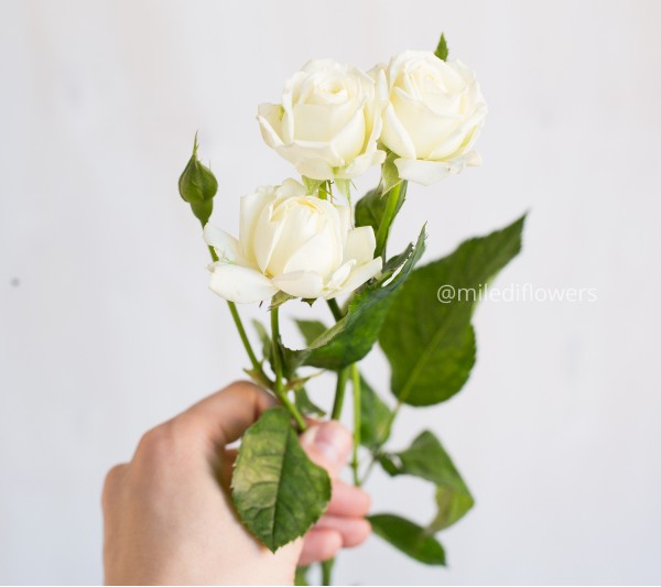 Роза кустовая White Bubbles